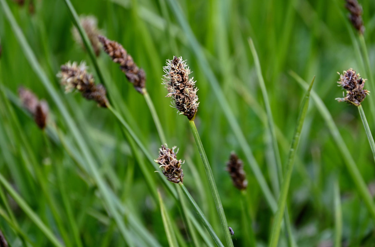 Image of genus Carex specimen.