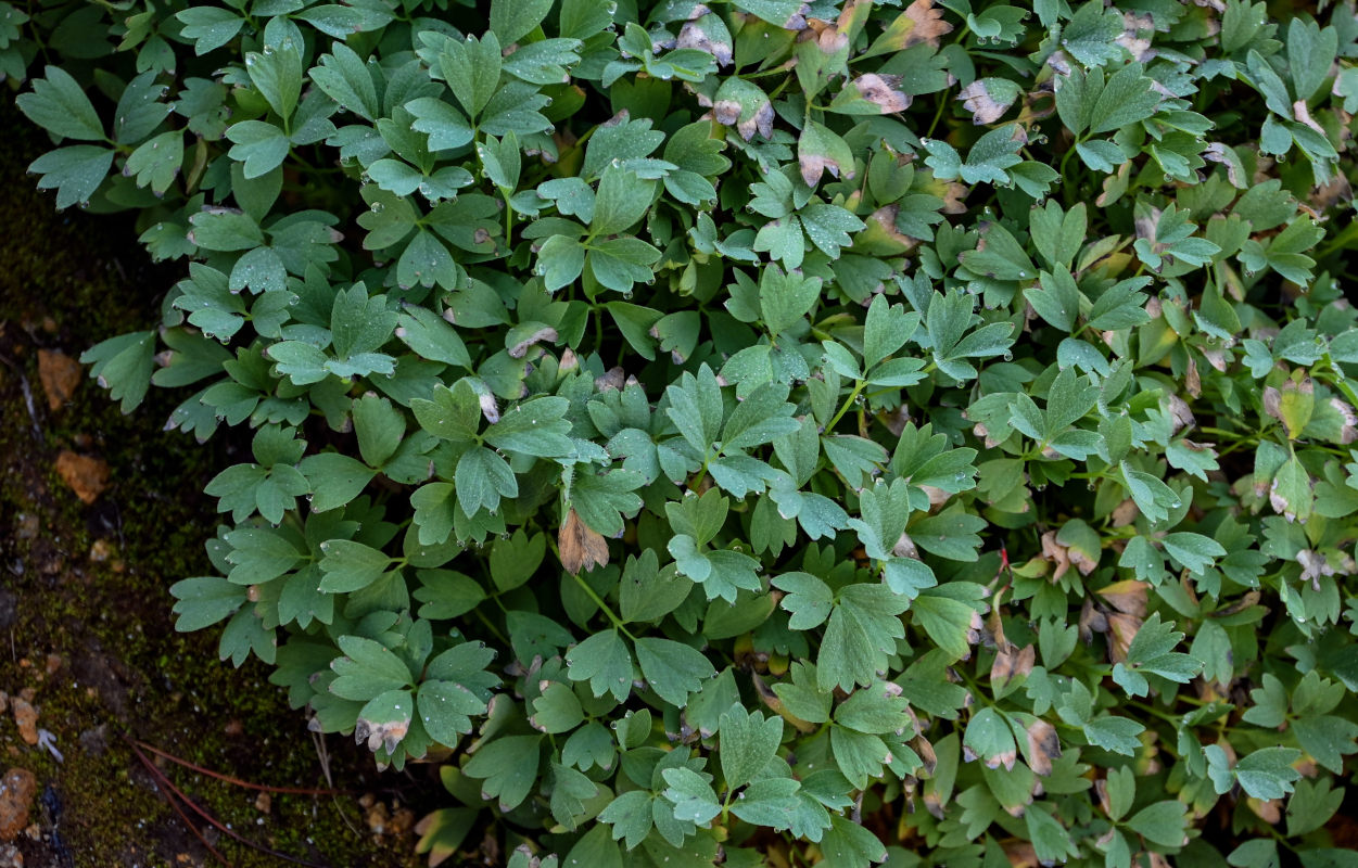 Image of Potentilla miyabei specimen.