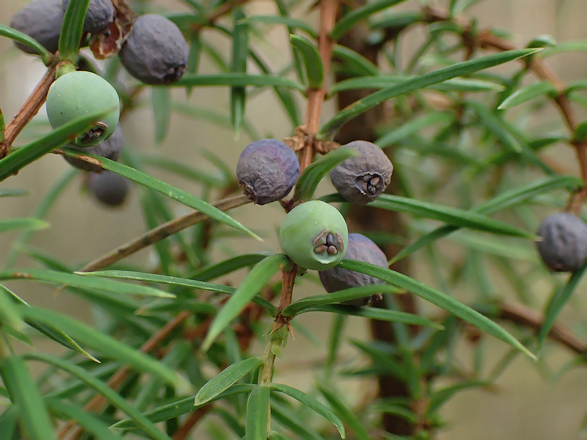 Изображение особи Juniperus communis.