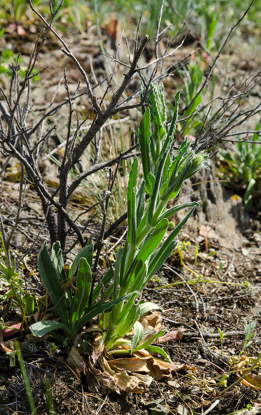 Image of Silene viscosa specimen.