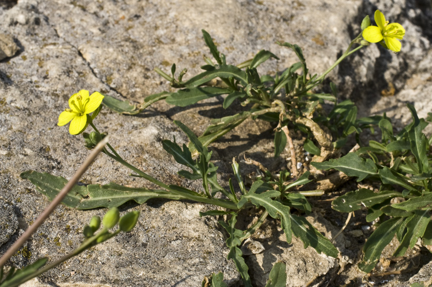 Image of Diplotaxis tenuifolia specimen.