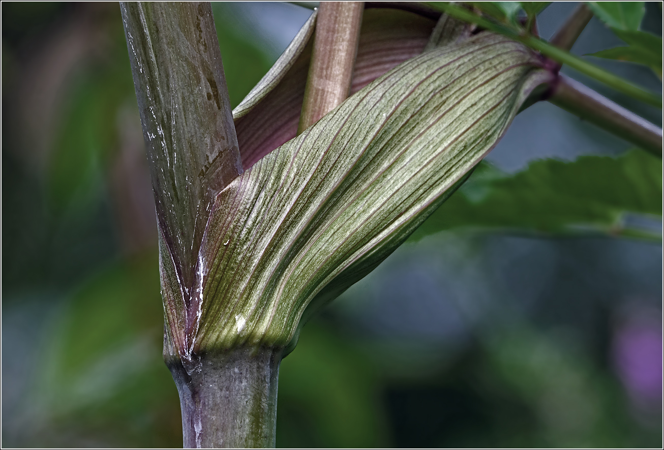 Изображение особи Angelica sylvestris.