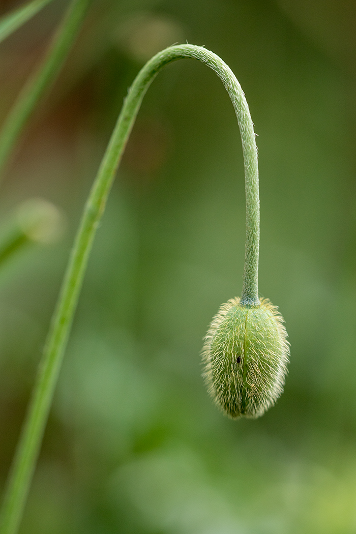 Image of Papaver fugax specimen.