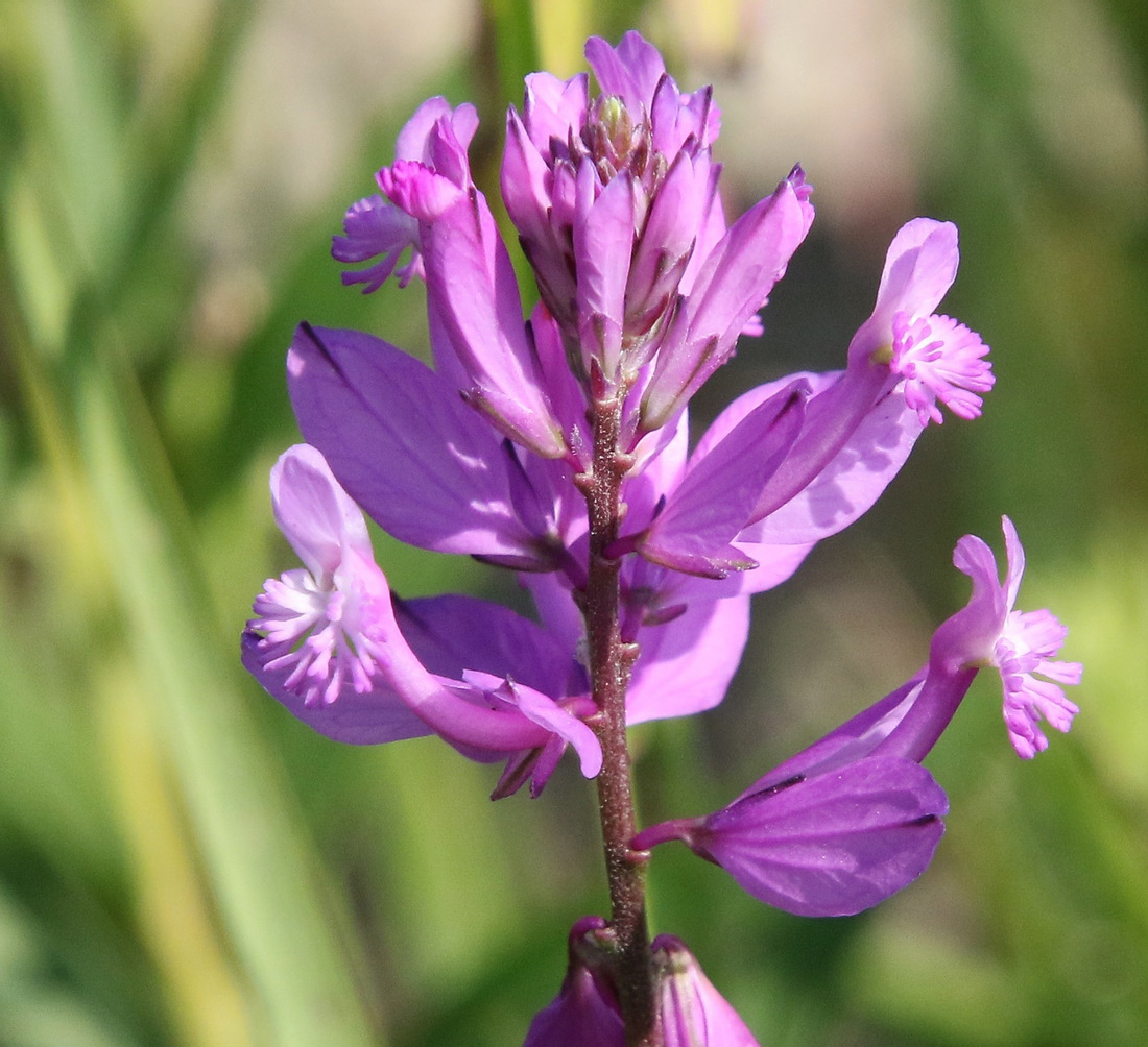 Image of Polygala major specimen.