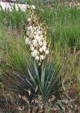 Yucca gloriosa. Цветущее растение. Краснодарский край, м/о Анапа, окр. станицы Благовещенская, начало Бугазской косы, перед отелем. 09.06.2021.