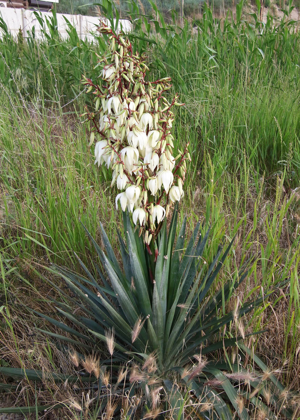 Изображение особи Yucca gloriosa.