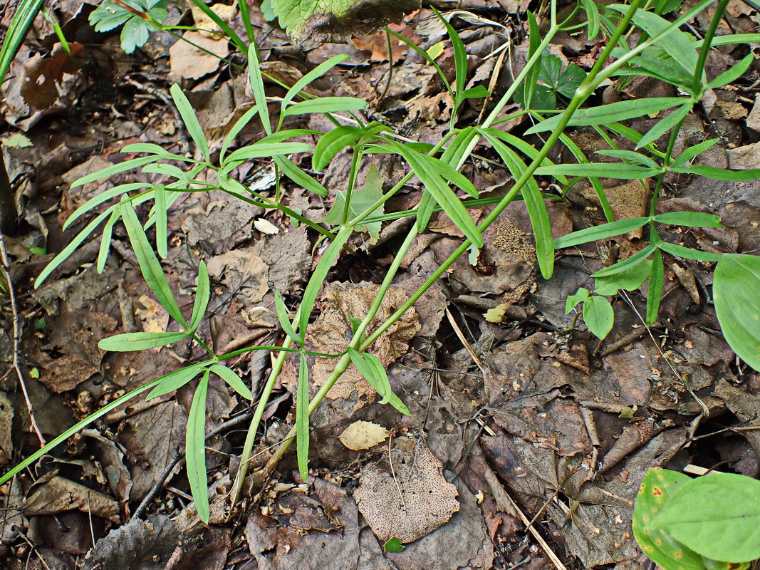 Image of Ostericum maximowiczii specimen.