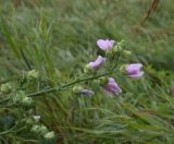 Malva thuringiaca