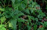 Campanula trachelium