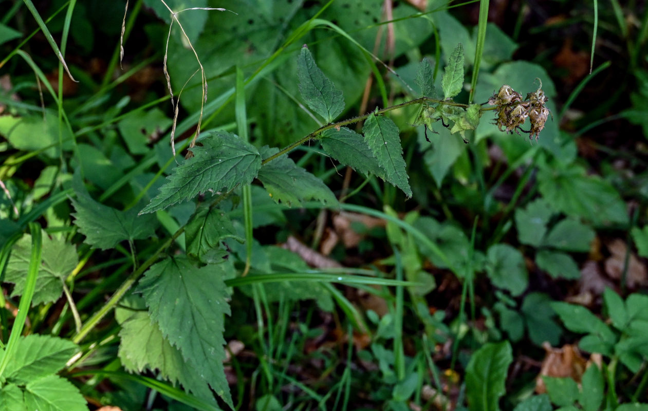 Image of Campanula trachelium specimen.