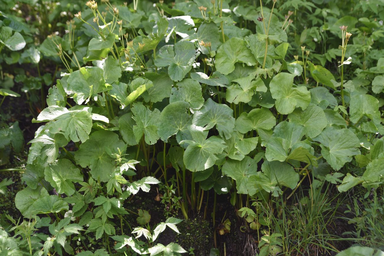 Изображение особи Caltha polypetala.