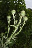 Cirsium vulgare