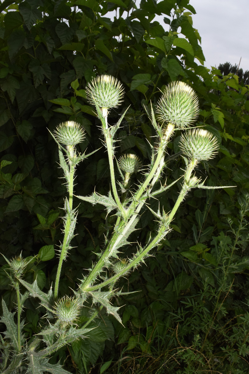 Изображение особи Cirsium vulgare.