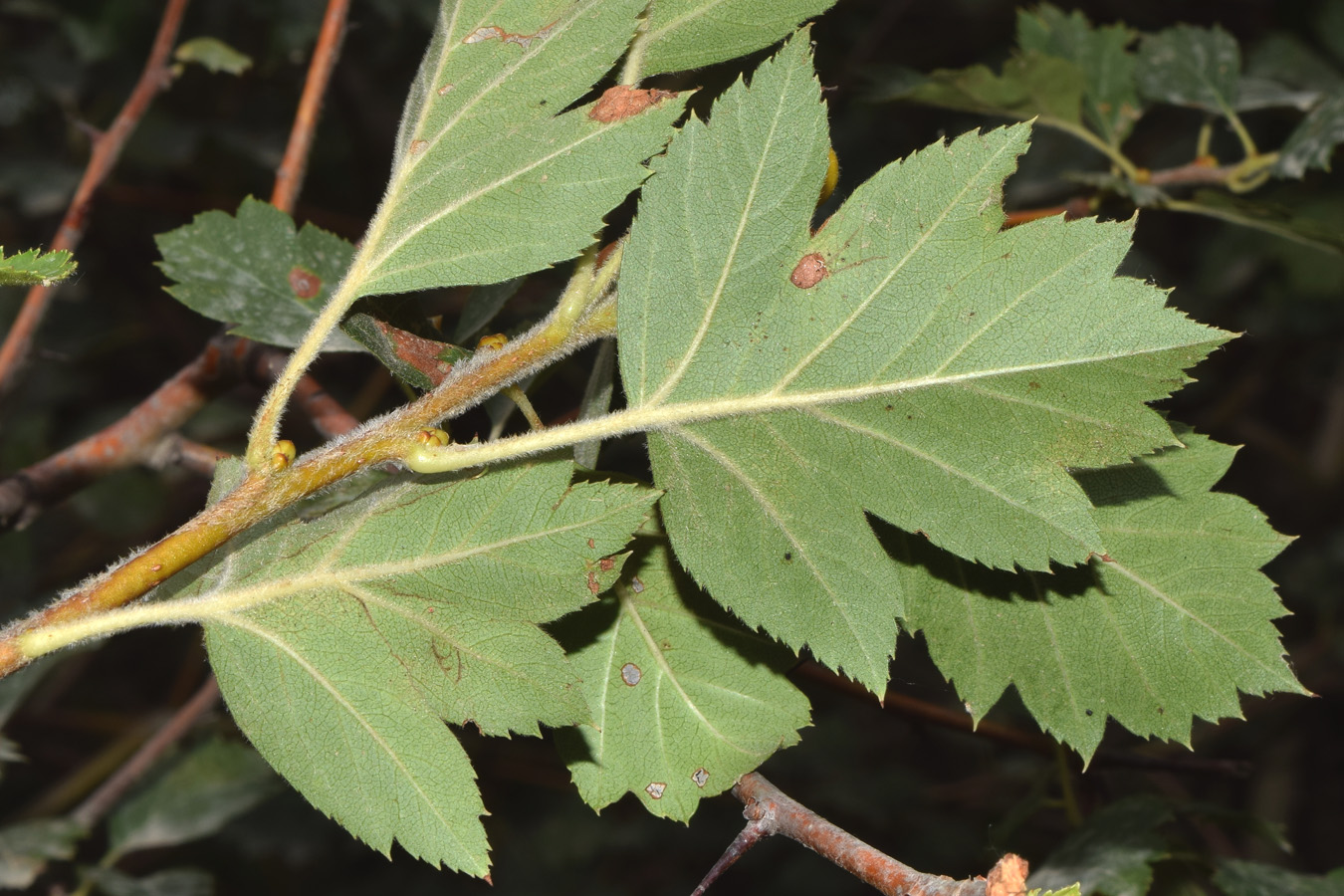 Изображение особи Crataegus ferganensis.