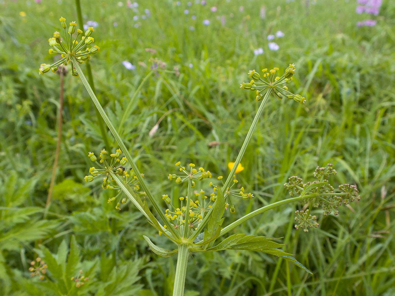 Изображение особи семейство Apiaceae.