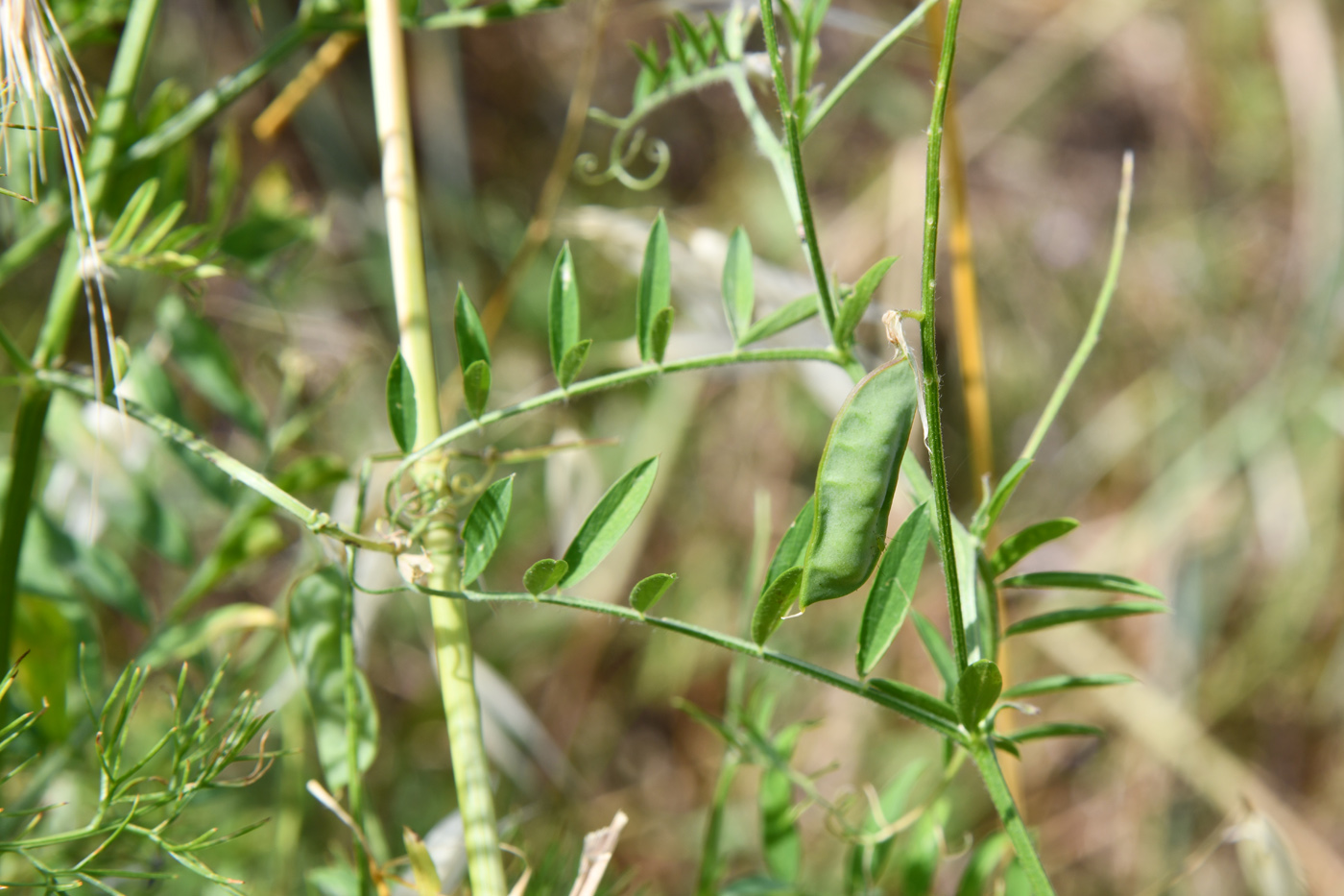 Изображение особи род Vicia.