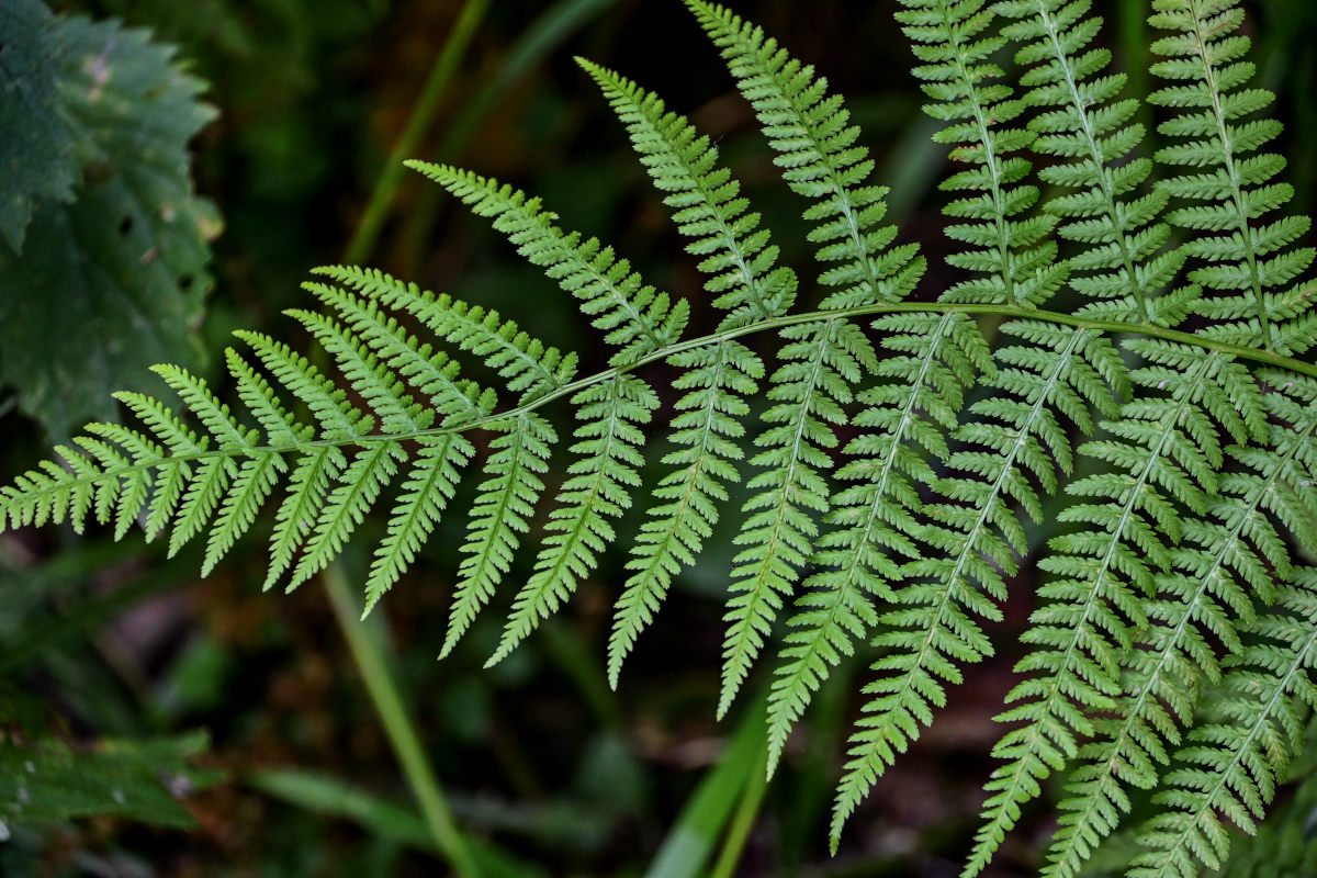 Image of Athyrium filix-femina specimen.