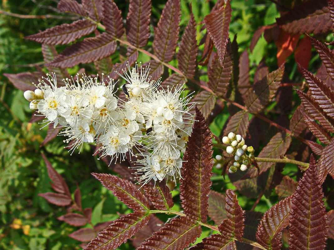 Изображение особи Sorbaria sorbifolia.