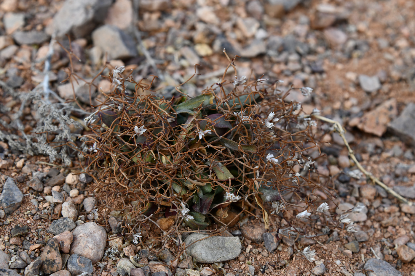 Image of Limonium michelsonii specimen.