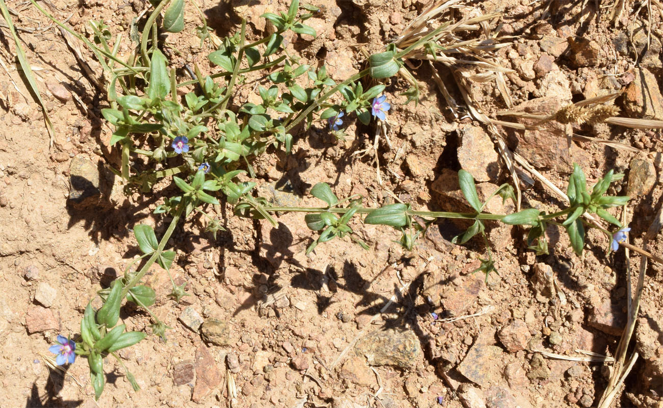 Изображение особи Anagallis foemina.