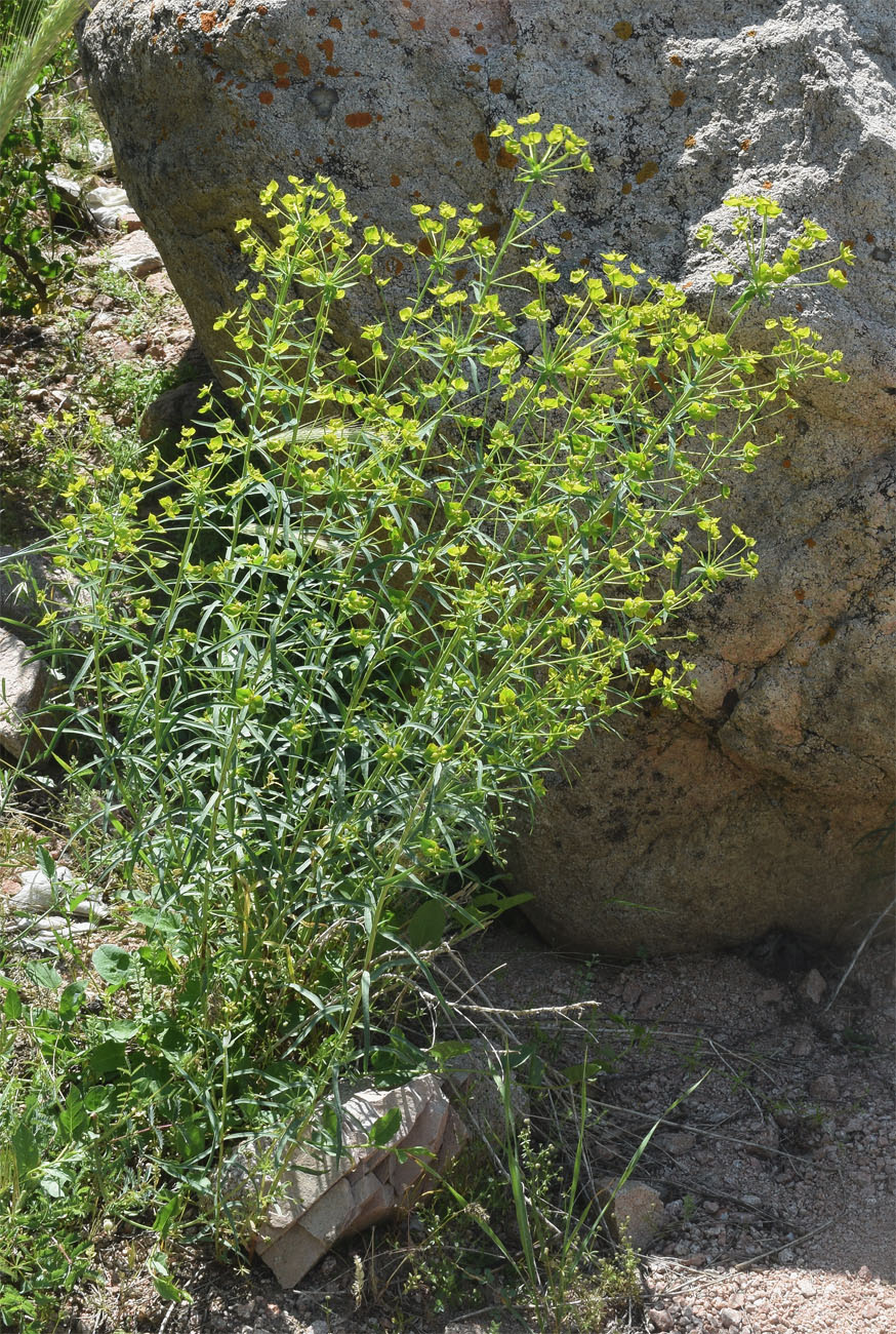 Изображение особи Euphorbia jaxartica.