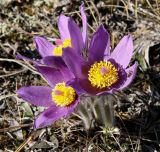 Pulsatilla patens