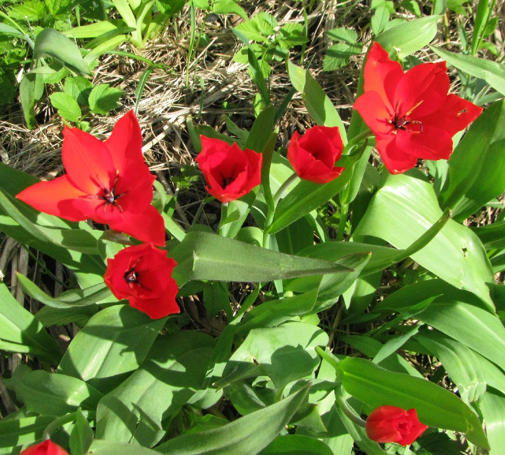 Изображение особи род Tulipa.