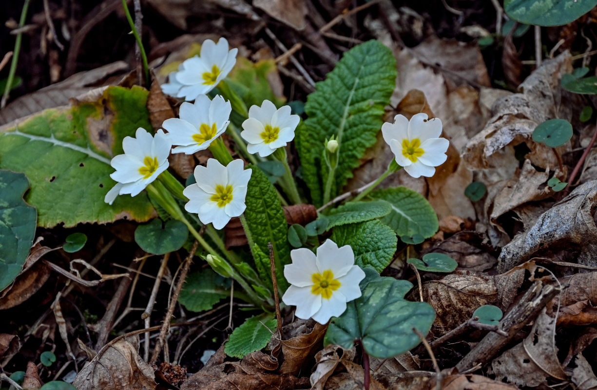 Image of Primula vulgaris specimen.