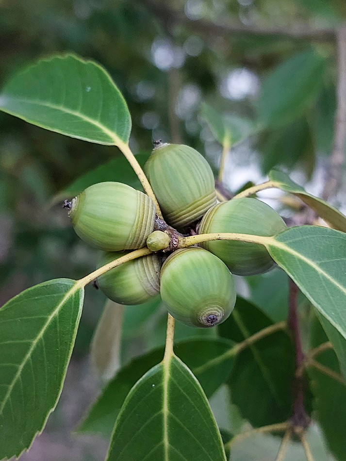 Image of genus Quercus specimen.