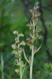 Dactylorhiza viridis