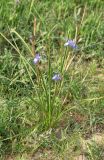 Iris oxypetala