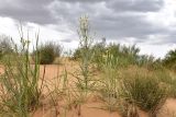 Смотреть изображение род Tragopogon