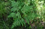 View full-size image Pteridium pinetorum