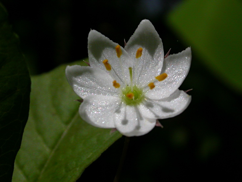 Image of Trientalis europaea specimen.