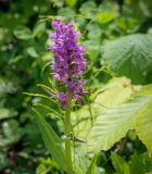 Смотреть изображение Dactylorhiza urvilleana