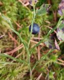 Смотреть изображение Vaccinium myrtillus