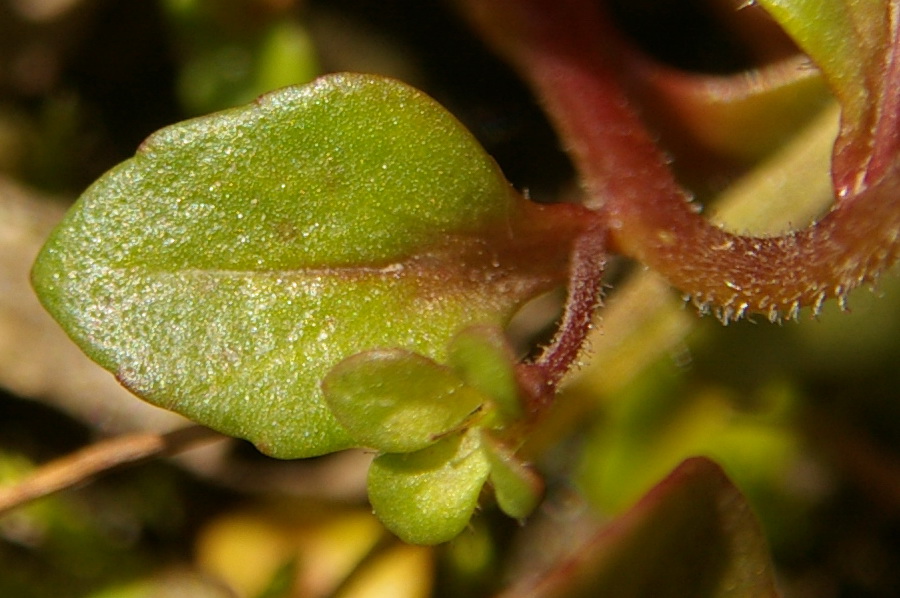 Image of Veronica acinifolia specimen.