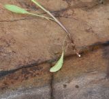 View full-size image Campanula stevenii