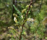 View full-size image Myricaria bracteata