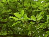 View full-size image genus Quercus