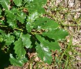 View full-size image genus Quercus