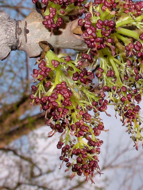 Image of Fraxinus excelsior specimen.