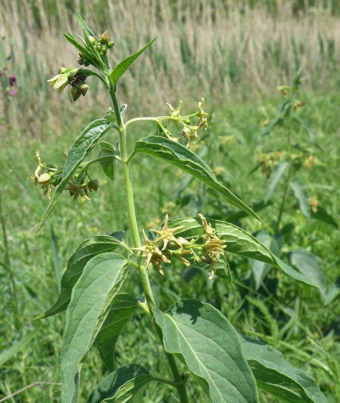 Image of genus Vincetoxicum specimen.