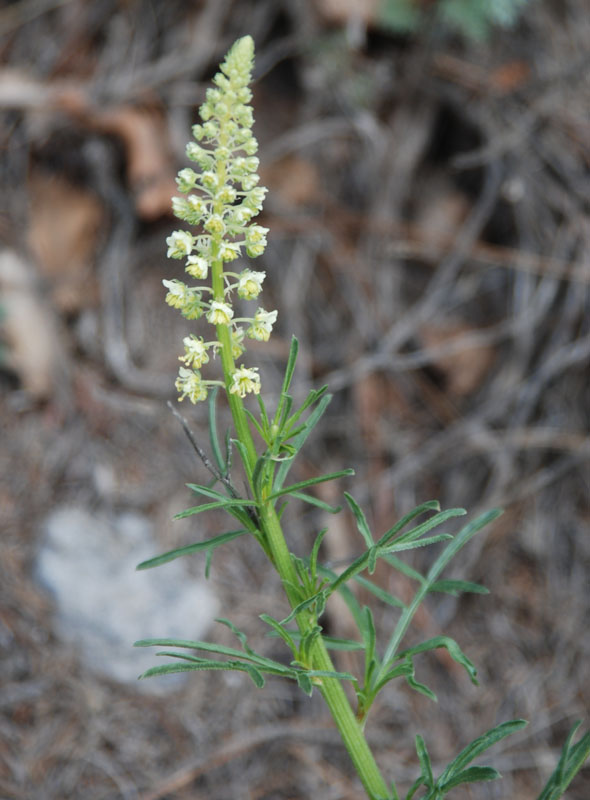 Image of Reseda lutea specimen.