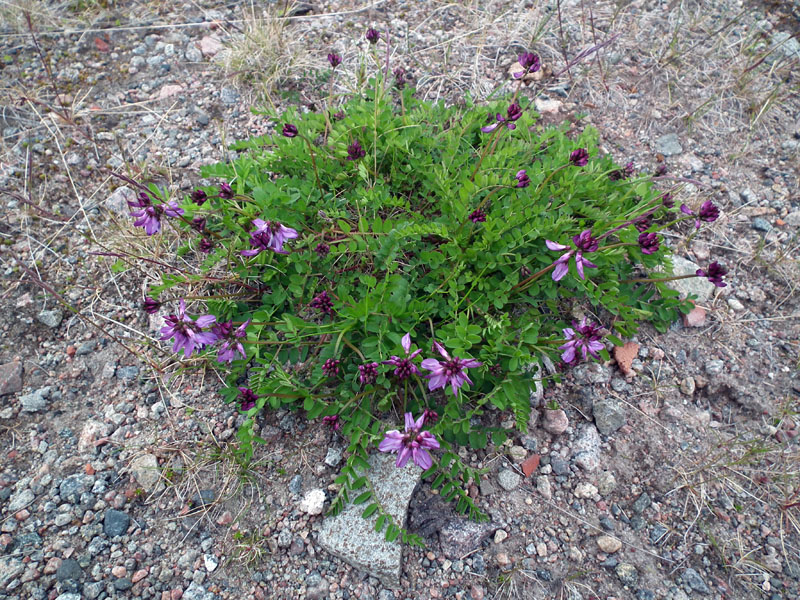 Image of Astragalus subpolaris specimen.