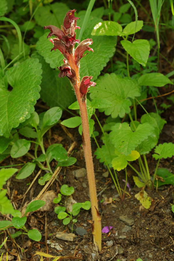 Image of Orobanche gamosepala specimen.