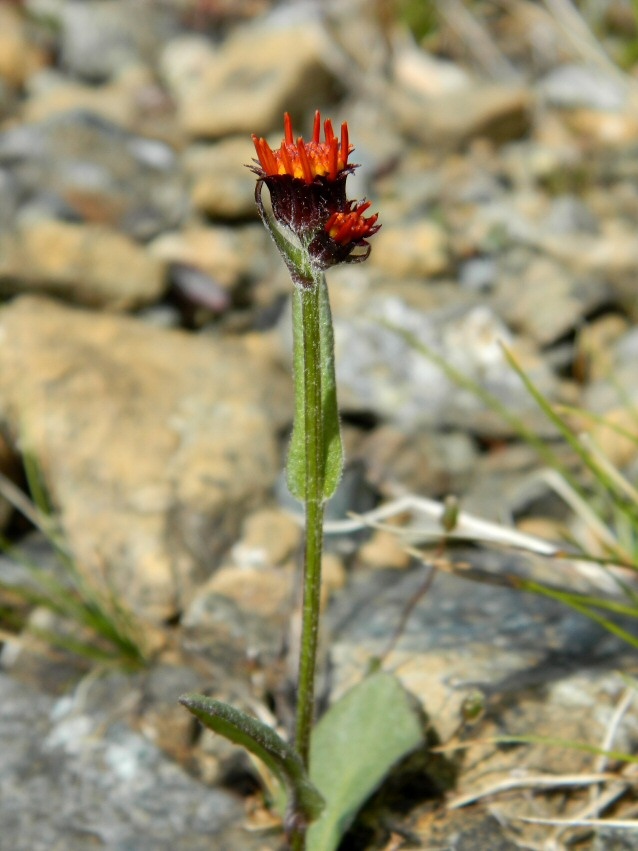 Image of genus Tephroseris specimen.