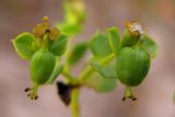 Euphorbia stepposa