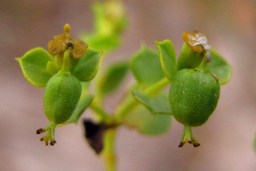 Image of Euphorbia stepposa specimen.