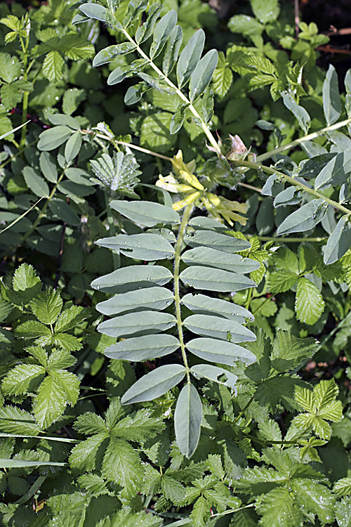 Изображение особи Astragalus sieversianus.